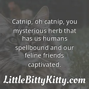 Catnip, oh catnip, you mysterious herb that has us humans spellbound and our feline friends captivated.