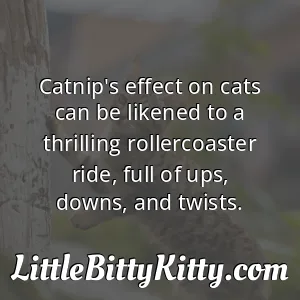 Catnip's effect on cats can be likened to a thrilling rollercoaster ride, full of ups, downs, and twists.