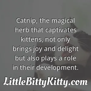 Catnip, the magical herb that captivates kittens, not only brings joy and delight but also plays a role in their development.