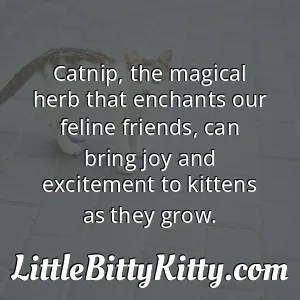 Catnip, the magical herb that enchants our feline friends, can bring joy and excitement to kittens as they grow.