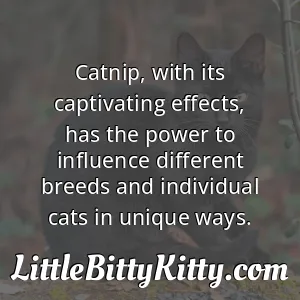 Catnip, with its captivating effects, has the power to influence different breeds and individual cats in unique ways.