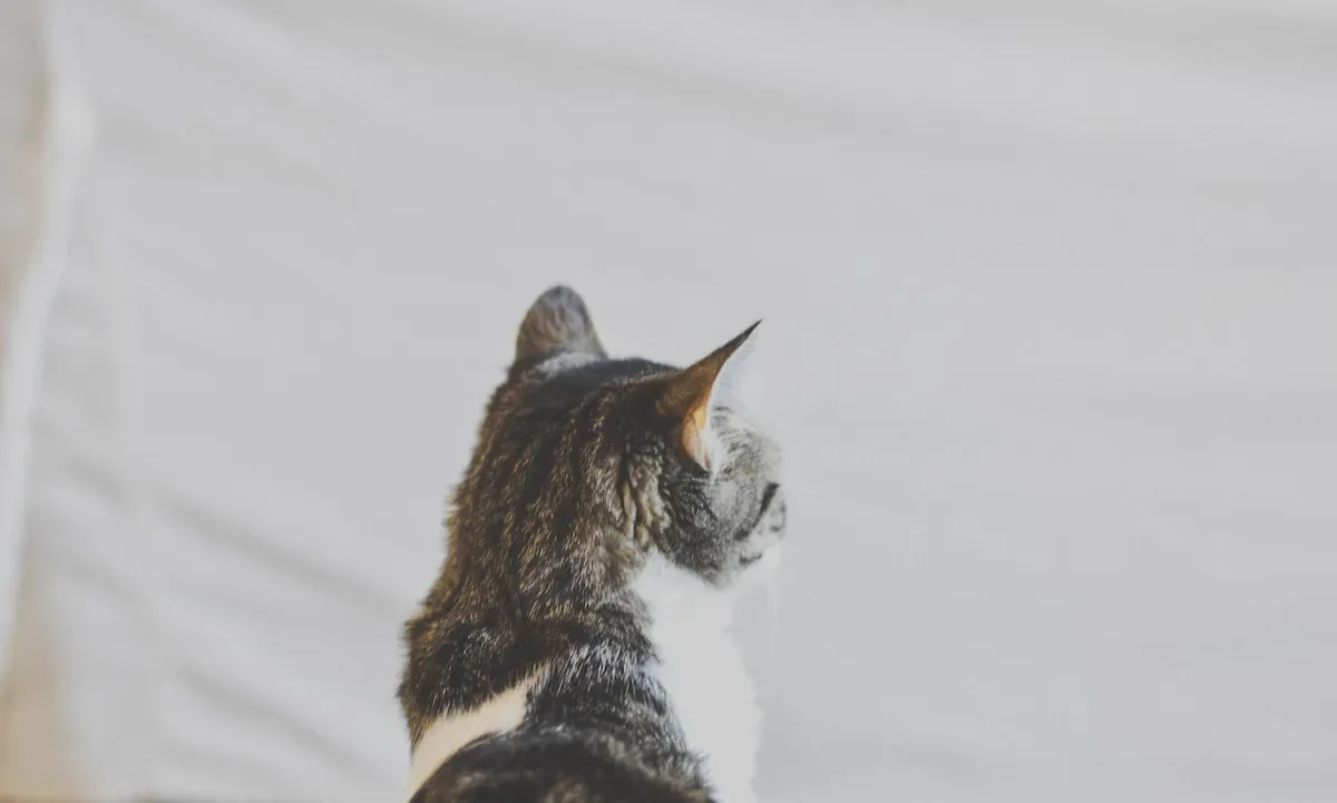 Cats And Their Inner Hunters: Unleashing Prey Drive Through Blanket Manipulation