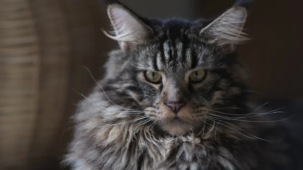 Cats And Their Mysterious Stares: Unraveling The Enigma