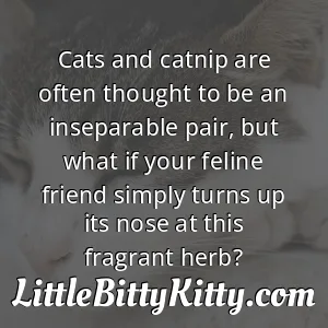 Cats and catnip are often thought to be an inseparable pair, but what if your feline friend simply turns up its nose at this fragrant herb?