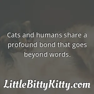 Cats and humans share a profound bond that goes beyond words.