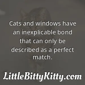 Cats and windows have an inexplicable bond that can only be described as a perfect match.