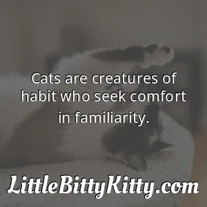 Cats are creatures of habit who seek comfort in familiarity.