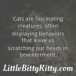 Cats are fascinating creatures, often displaying behaviors that leave us scratching our heads in bewilderment.