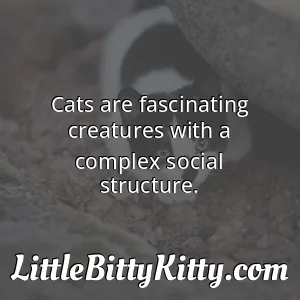 Cats are fascinating creatures with a complex social structure.