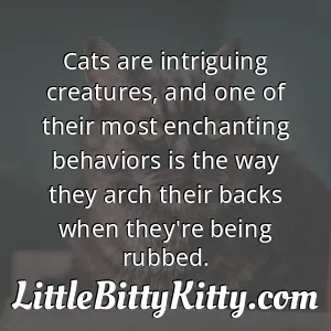 Cats are intriguing creatures, and one of their most enchanting behaviors is the way they arch their backs when they're being rubbed.