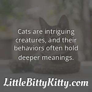Cats are intriguing creatures, and their behaviors often hold deeper meanings.
