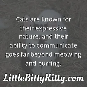 Cats are known for their expressive nature, and their ability to communicate goes far beyond meowing and purring.