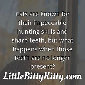 Cats are known for their impeccable hunting skills and sharp teeth, but what happens when those teeth are no longer present?