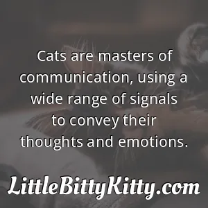 Cats are masters of communication, using a wide range of signals to convey their thoughts and emotions.