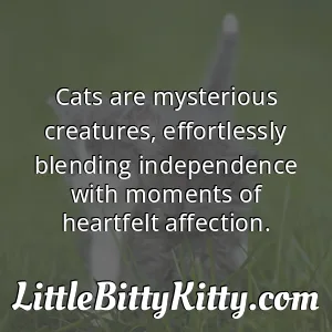 Cats are mysterious creatures, effortlessly blending independence with moments of heartfelt affection.