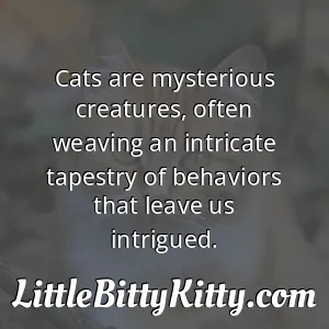 Cats are mysterious creatures, often weaving an intricate tapestry of behaviors that leave us intrigued.