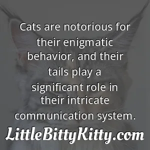 Cats are notorious for their enigmatic behavior, and their tails play a significant role in their intricate communication system.