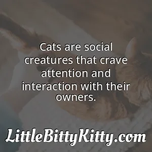 Cats are social creatures that crave attention and interaction with their owners.