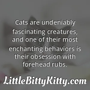 Cats are undeniably fascinating creatures, and one of their most enchanting behaviors is their obsession with forehead rubs.