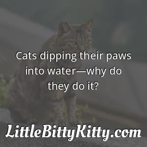 Cats dipping their paws into water—why do they do it?