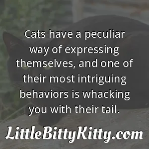 Cats have a peculiar way of expressing themselves, and one of their most intriguing behaviors is whacking you with their tail.