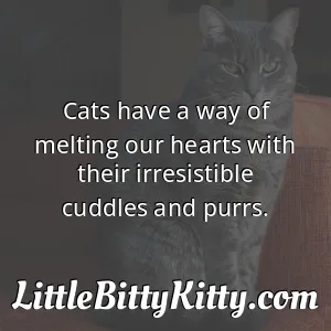 Cats have a way of melting our hearts with their irresistible cuddles and purrs.