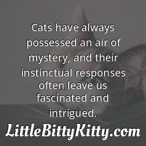Cats have always possessed an air of mystery, and their instinctual responses often leave us fascinated and intrigued.