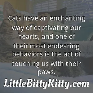Cats have an enchanting way of captivating our hearts, and one of their most endearing behaviors is the act of touching us with their paws.