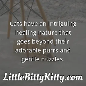 Cats have an intriguing healing nature that goes beyond their adorable purrs and gentle nuzzles.