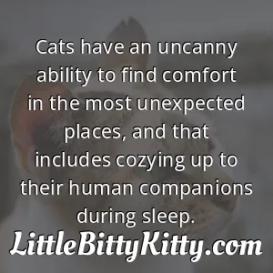 Cats have an uncanny ability to find comfort in the most unexpected places, and that includes cozying up to their human companions during sleep.
