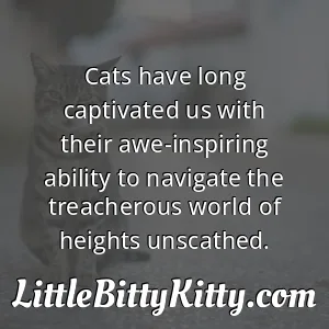 Cats have long captivated us with their awe-inspiring ability to navigate the treacherous world of heights unscathed.