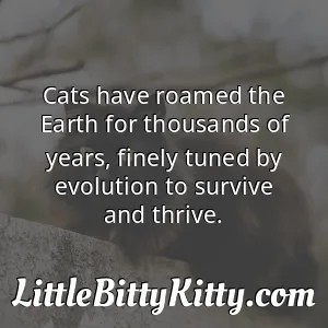 Cats have roamed the Earth for thousands of years, finely tuned by evolution to survive and thrive.
