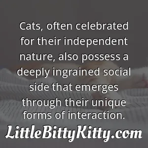 Cats, often celebrated for their independent nature, also possess a deeply ingrained social side that emerges through their unique forms of interaction.
