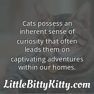 Cats possess an inherent sense of curiosity that often leads them on captivating adventures within our homes.