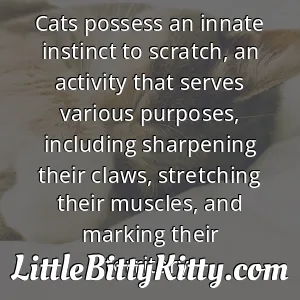 Cats possess an innate instinct to scratch, an activity that serves various purposes, including sharpening their claws, stretching their muscles, and marking their territory.