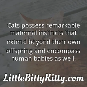Cats possess remarkable maternal instincts that extend beyond their own offspring and encompass human babies as well.
