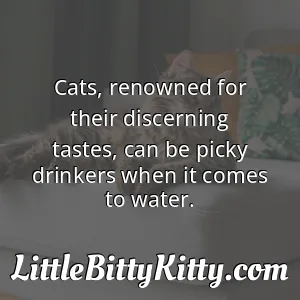 Cats, renowned for their discerning tastes, can be picky drinkers when it comes to water.