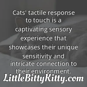 Cats' tactile response to touch is a captivating sensory experience that showcases their unique sensitivity and intricate connection to their environment.