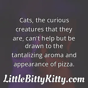 Cats, the curious creatures that they are, can't help but be drawn to the tantalizing aroma and appearance of pizza.