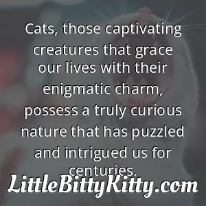 Cats, those captivating creatures that grace our lives with their enigmatic charm, possess a truly curious nature that has puzzled and intrigued us for centuries.