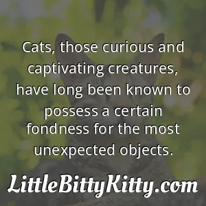 Cats, those curious and captivating creatures, have long been known to possess a certain fondness for the most unexpected objects.