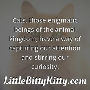 Cats, those enigmatic beings of the animal kingdom, have a way of capturing our attention and stirring our curiosity.