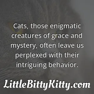 Cats, those enigmatic creatures of grace and mystery, often leave us perplexed with their intriguing behavior.