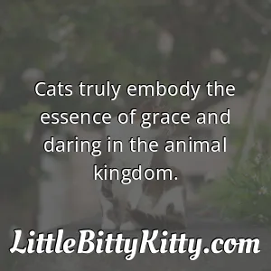 Cats truly embody the essence of grace and daring in the animal kingdom.