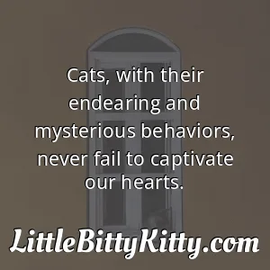 Cats, with their endearing and mysterious behaviors, never fail to captivate our hearts.