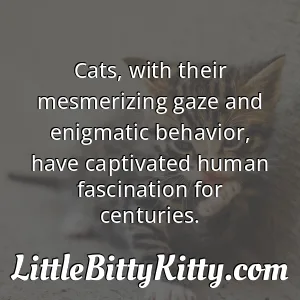 Cats, with their mesmerizing gaze and enigmatic behavior, have captivated human fascination for centuries.