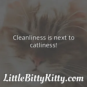 Cleanliness is next to catliness!