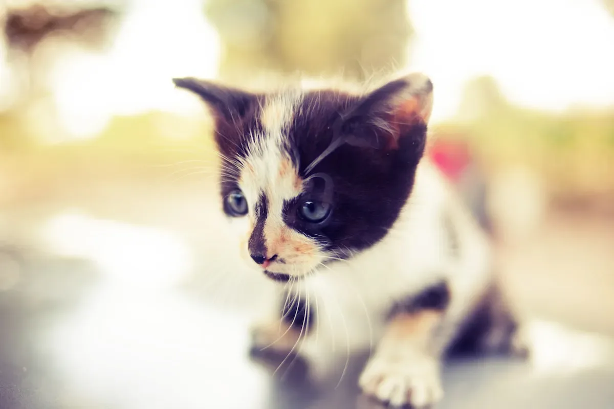 Common Signs That Indicate Your Kitten Is Ready For Cat Food