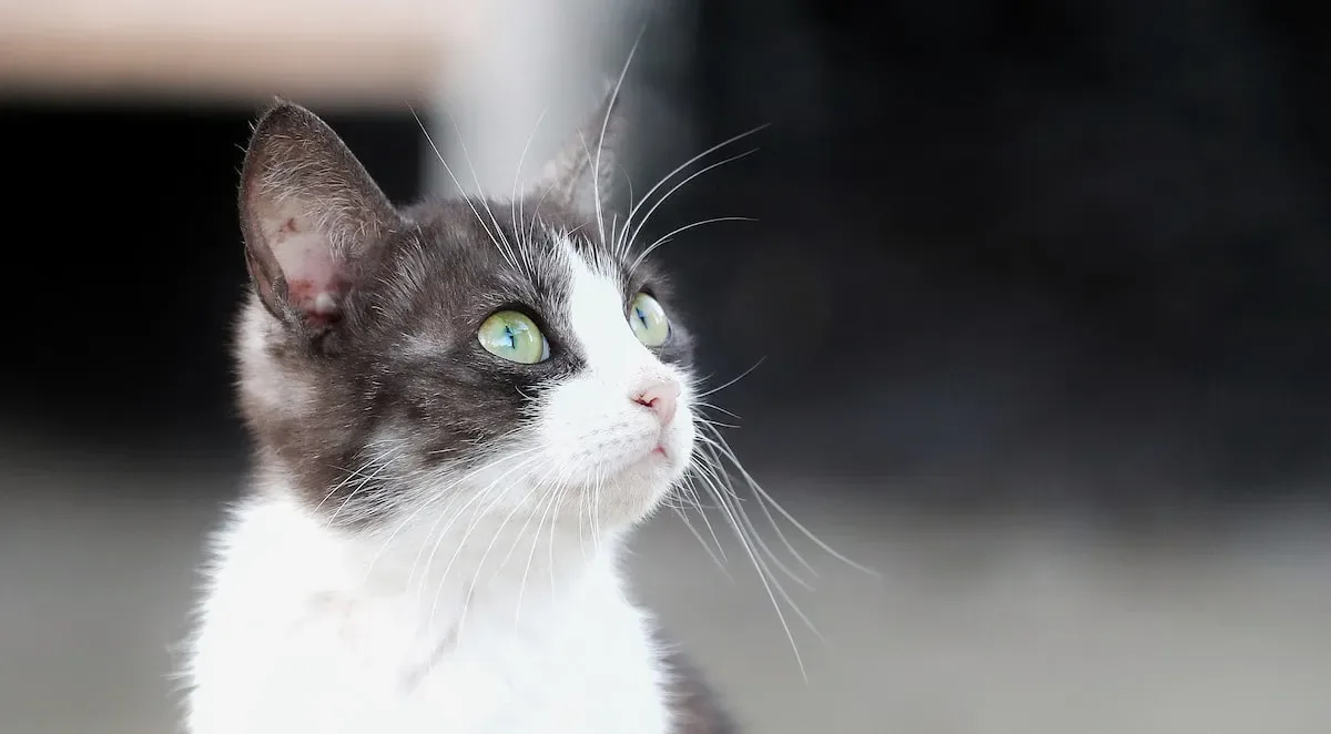 Conclusion: Embracing A Balanced Approach To Feline Fitness