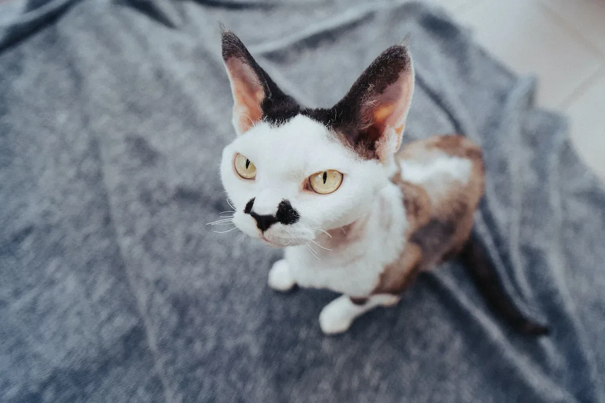 Conclusion: Ensuring Sweet Dreams For Your New Feline Friend